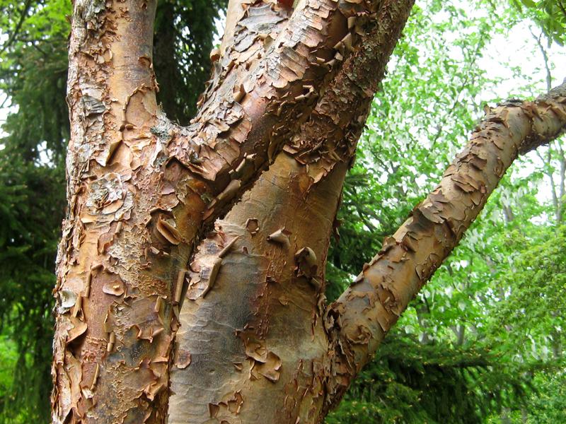 Die auffällige Rindenstruktur des Acer griseum macht den kleinen Baum zu einem Hingucker im Garten.