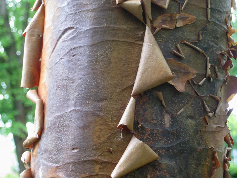 Die Rinde des Acer griseum pellt sich.