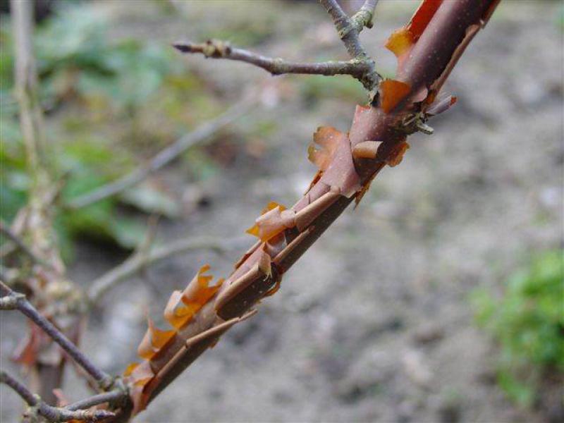 Zimtahorn (Acer griseum) - Trieb mit hellbrauner Rinde