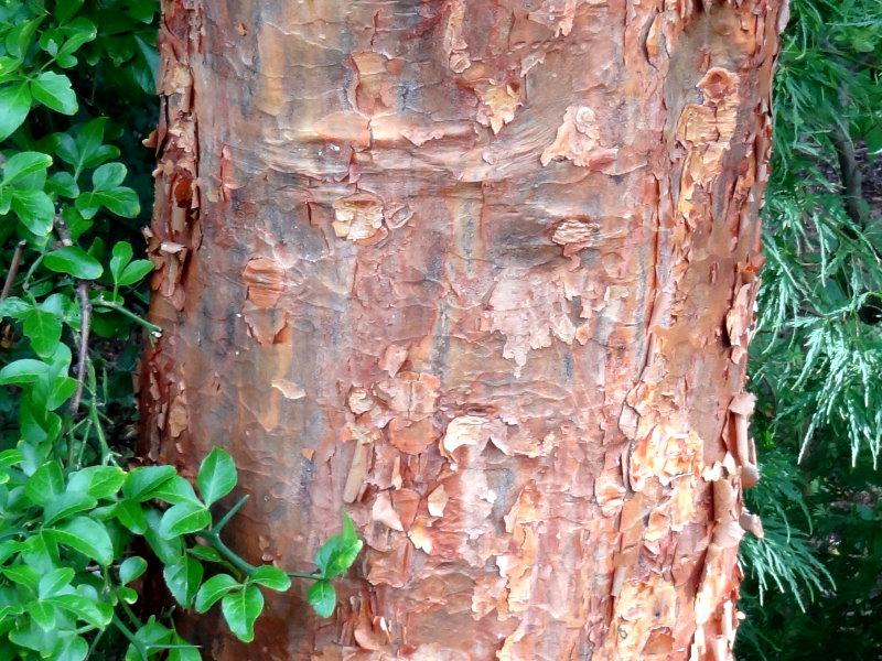 Typisch ist die abblätternde Rinde des Acer griseum
