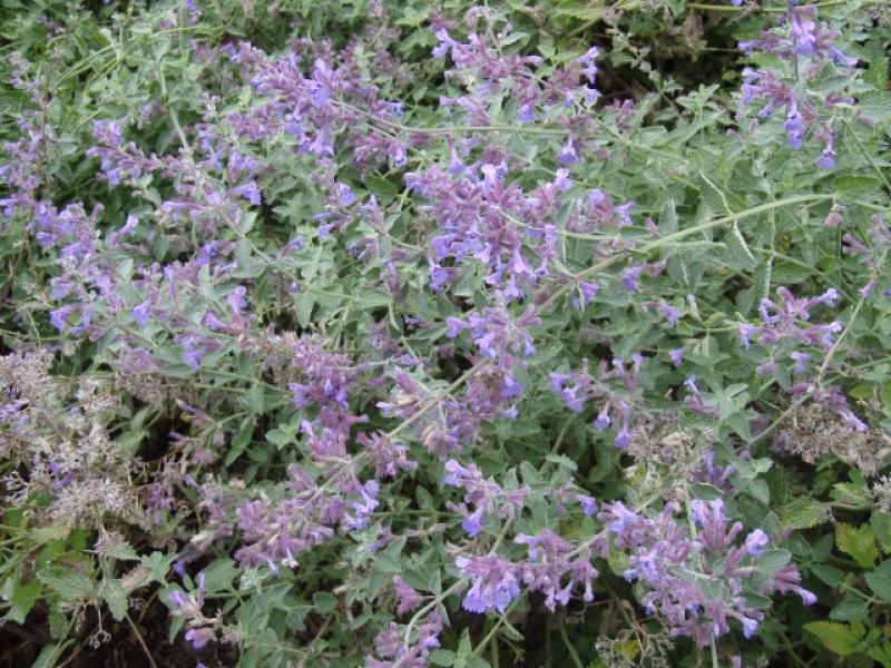 Blaublühende Nepeta faassenii Walkers´s Low