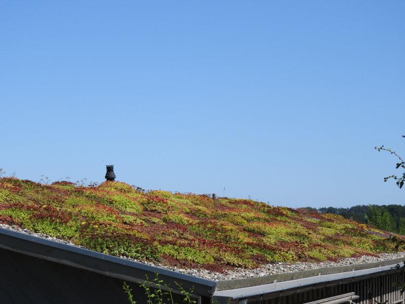 Sedum spurium Album Superbum als Dachbegrünung