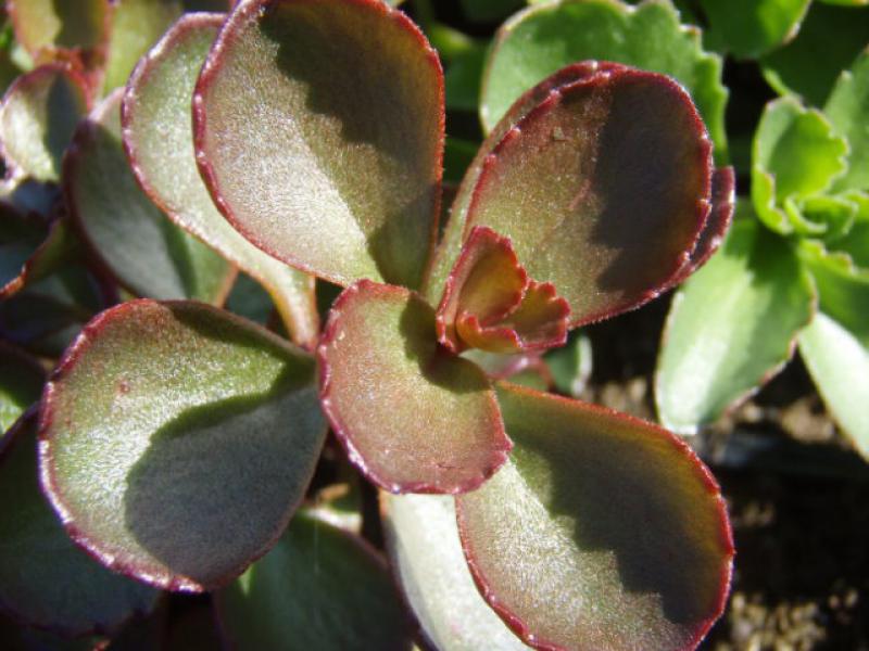 Sedum spurium Fuldaglut