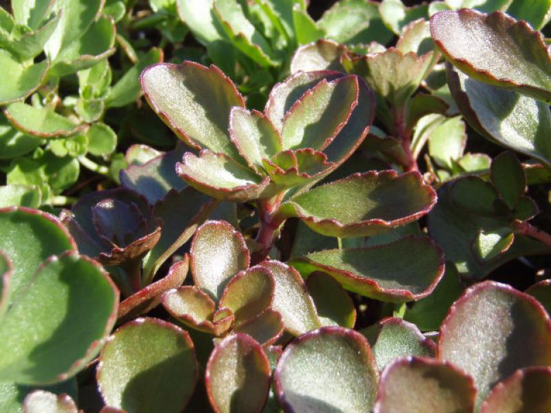 Sedum spurium Fuldaglut