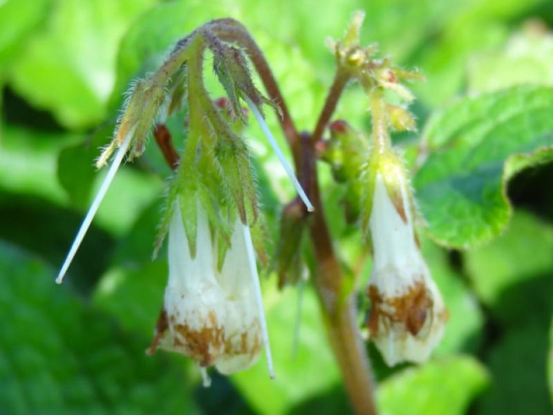 Kaukasus-Beinwell - cremeweiße Blüten