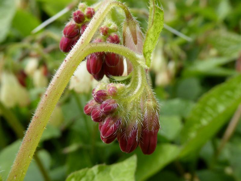 Behaarte, rote Knospen - Kaukasus-Beinwell