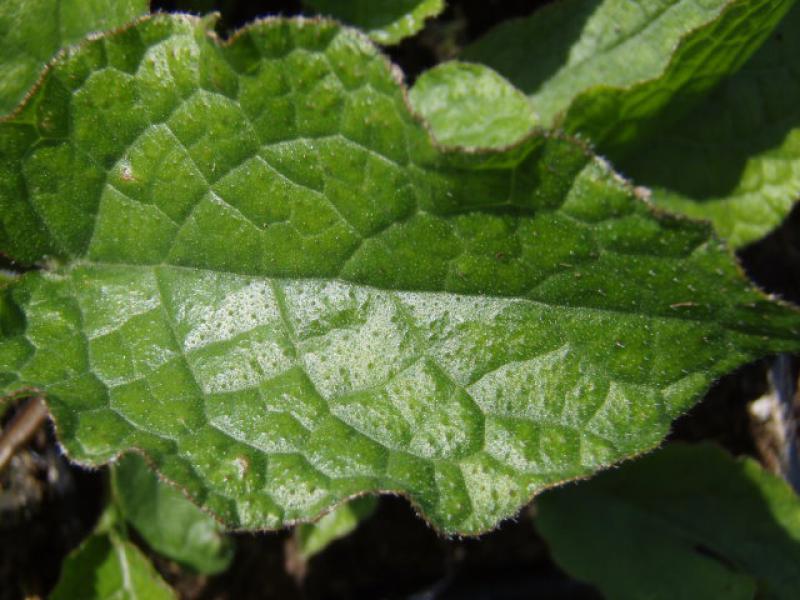 Raues Blatt des Symphytum grandiflorum