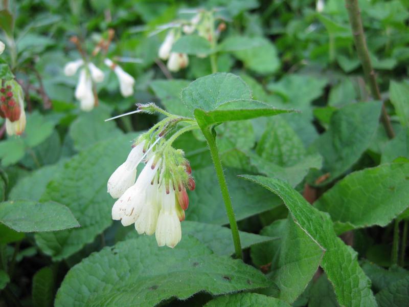 Der Kaukasus-Beinwell blüht im April.