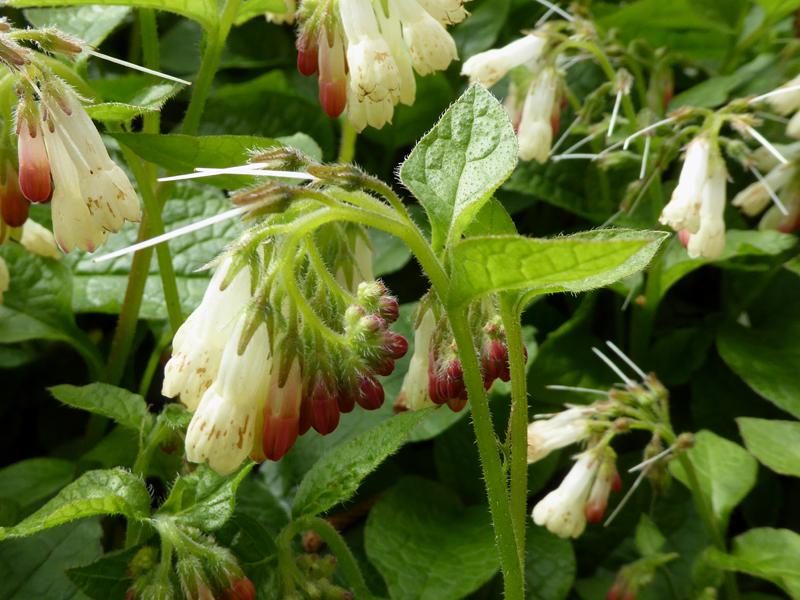 Hünscher Kontrast beim Kaukasus-Beinwell: weiße Blüten, rote Knospen und grünes Laub