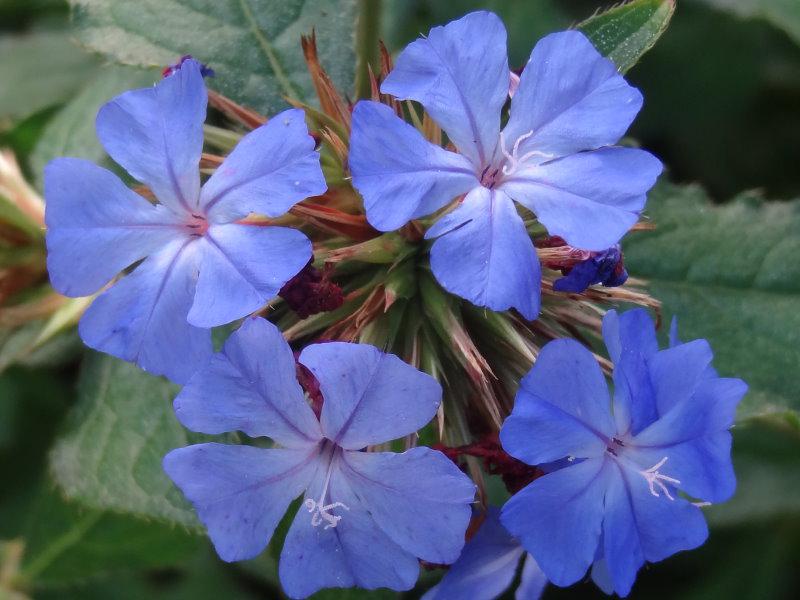 Die schöne, enzianblaue Blüte des Bleiwurz