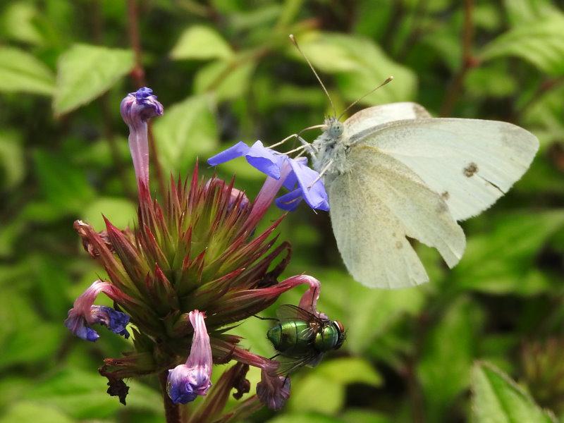 Die blauen Blüten vom Bleiwurz werden gerne von Insekten besucht