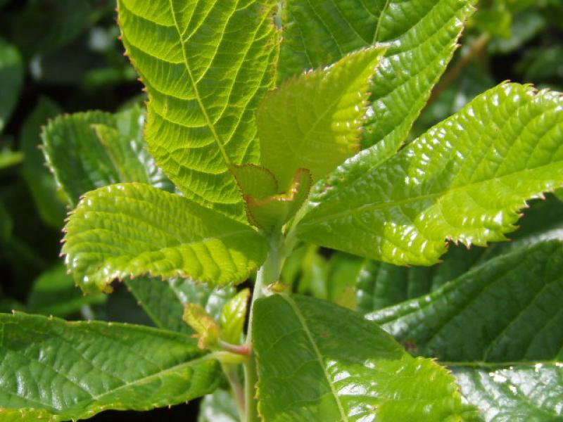 Blätter der rosa blühenden Zimterle (Clethra alnifolia Rosea)