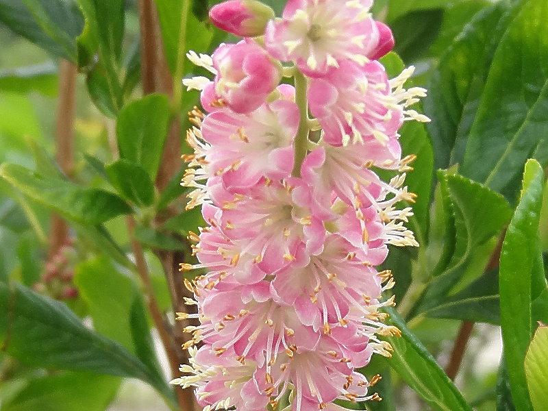 Clethra alnifolia Rosea, Detail der Blüte