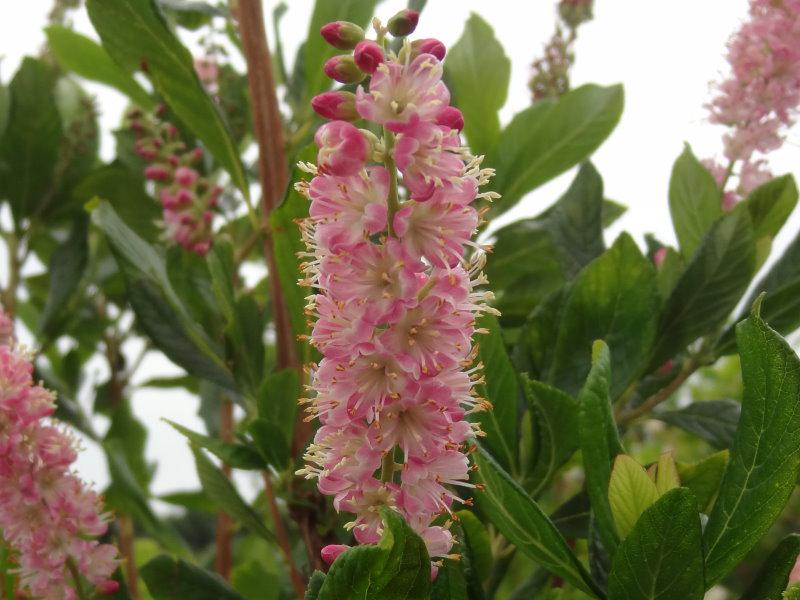 Clethra alnifolia Rosea in Blüte