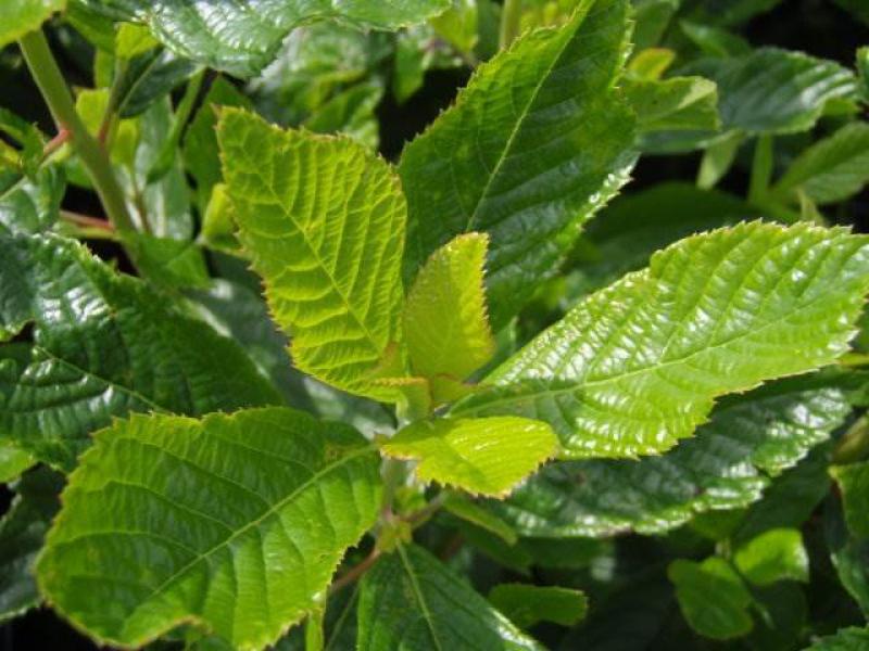 Clethra alnifolia Rosea mit typischen Laub