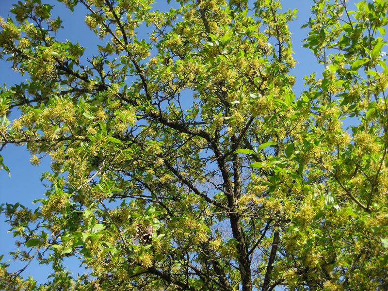 Reiche Blüte bei der Japanischen Kornelkirsche