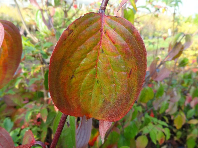 Das bunte Herbstlaub von Cornus officinalis