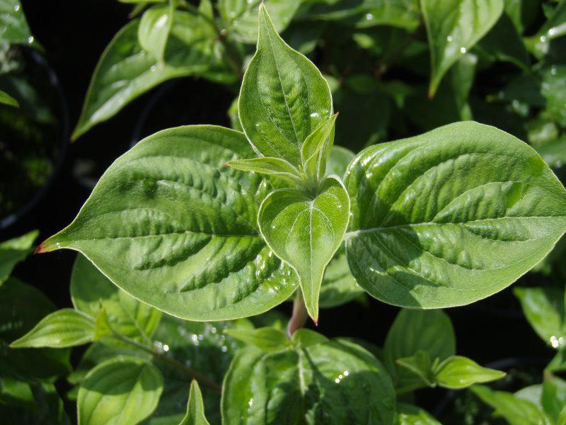 Triebspitze von Cornus officinalis