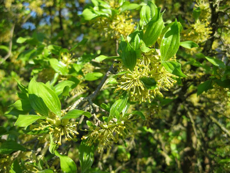 Gelbe Blüten der Japanischen Kornelkirsche