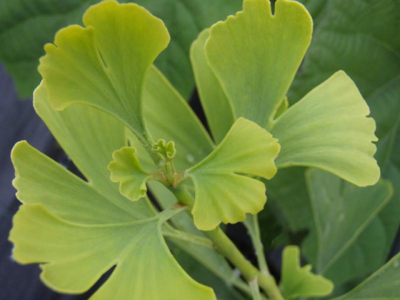 Triebspitze von Ginkgo biloba Tremonia