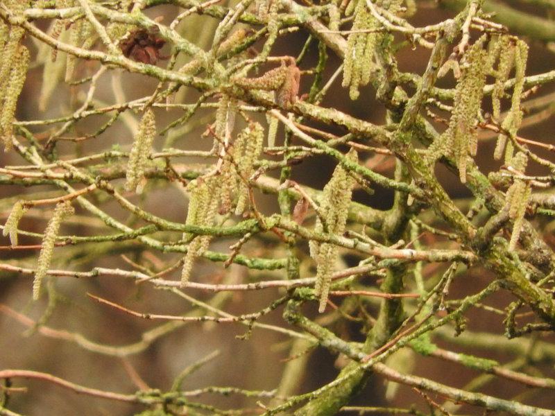 Die Baumhasel (Corylus colurna) in voller Blüte