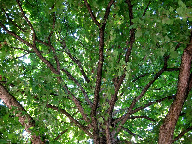 Frischgrünes Sommerlaub der Baumhasel