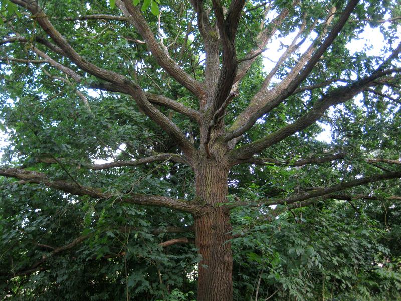 Klarer Kronenaufbau der Baumhasel