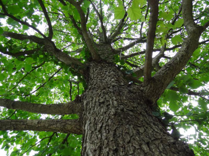 Türkisches Haselnuss Baum Corylus Colurna,Haselnuss,Essbar,Obstbaum,in 8cm Topf 