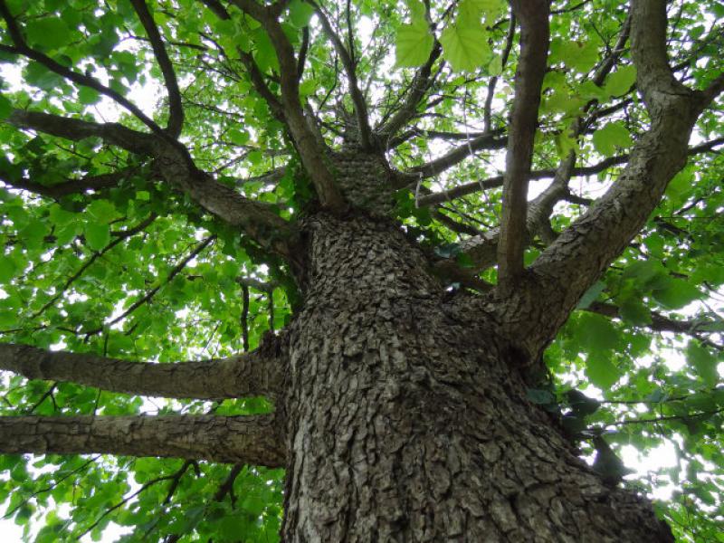 Langer, gerader Stamm bei Corylus colurna