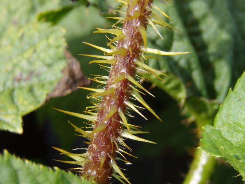 Der stark bedornte Trieb des Igelkraftwurzes