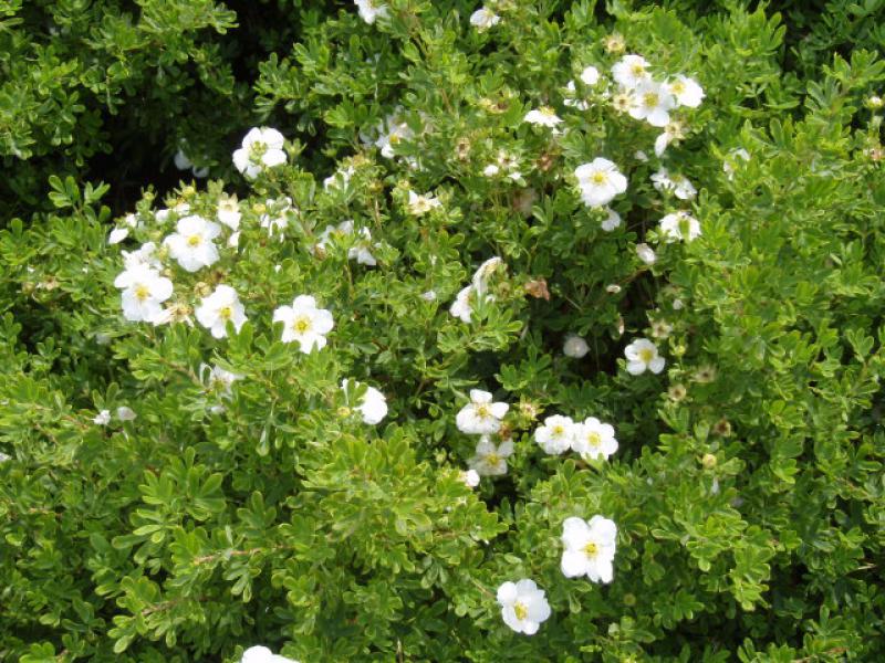 In Sommerliche Blüte: Potentilla Snowbird