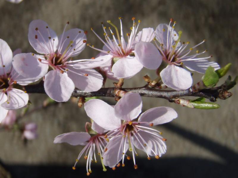 Prunus spinosa Rosea in Blüte