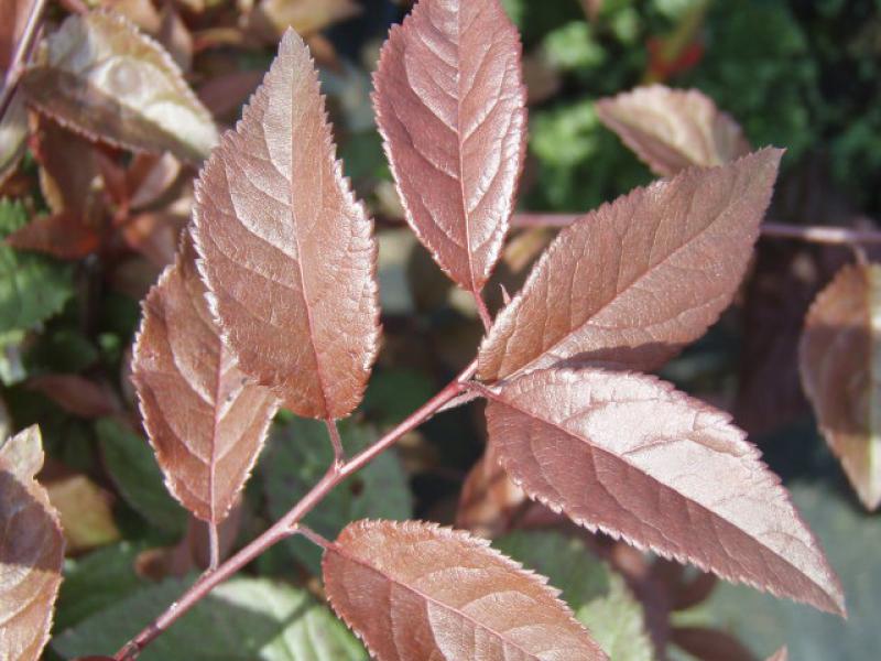 Das schön gefärbte Laub von Prunus spinosa Rosea