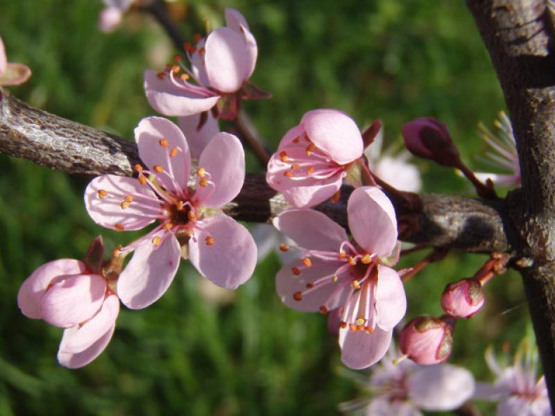 Die Blüten der rosablühenden Schlehe im April