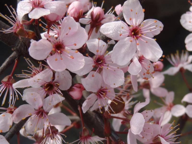 Viele Blüten zeigt Prunus spinosa Rosea im März.