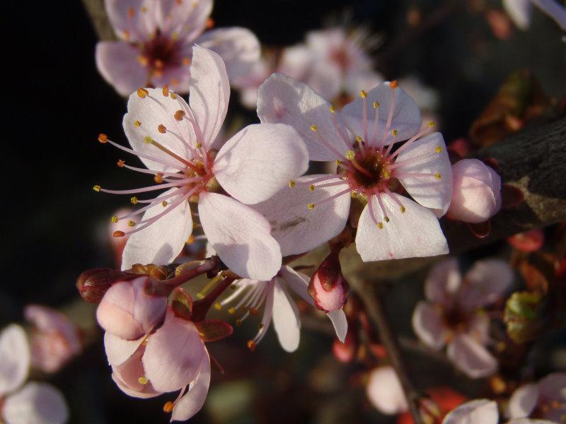 Eine Nahaufnahme der Blüte und Knospen von Prunus spinosa Rosea