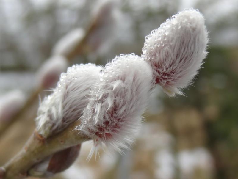 Schöne Kätzchenweide: Salix burjatica