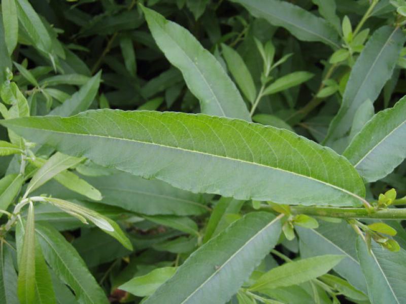 Salix burjatica, Einzelblatt im Sommer