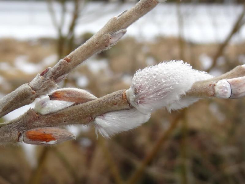 Blüten von Salix burjatica Mitte Februar 2013