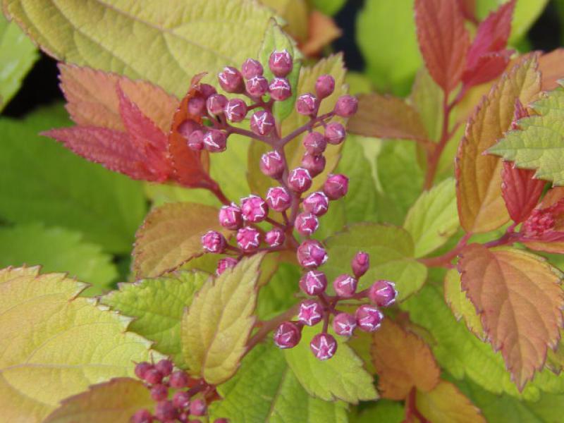 Blütenknospe bei der Spiere Magic Berry