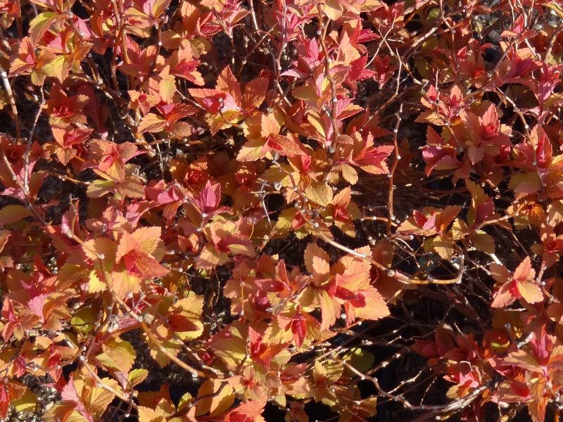 Blattaustrieb im Frühjahr von Spiraea japonica Magic Carpet