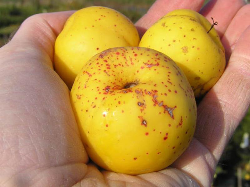 Chaenomles japonica sargentii: Zierquitten aus dem November