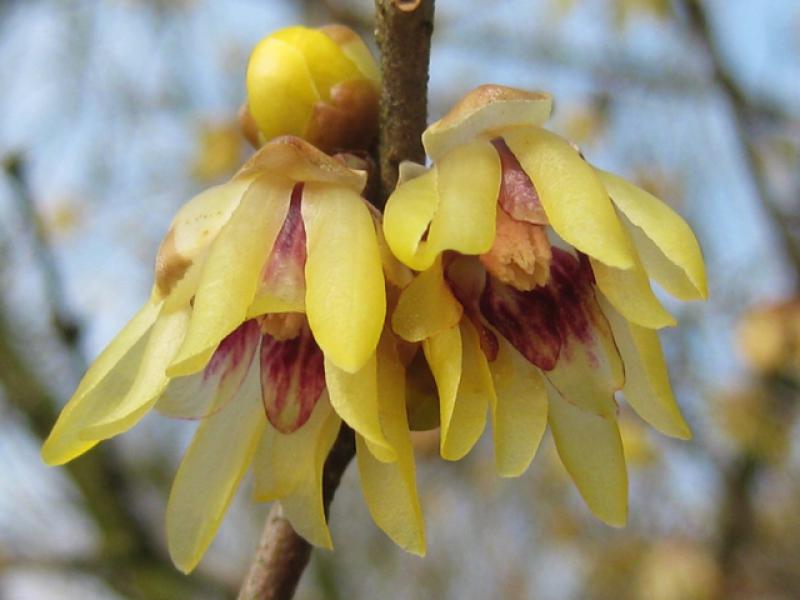 Die Winterblüte sorgt für erste Frühlingsgefühle im Garten