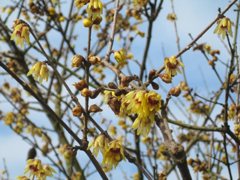Winterblüte, Chimonanthus praecox - Winterblüher