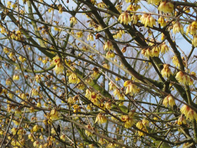 Ein schöner winterblühender Strauch - die Winterblüte