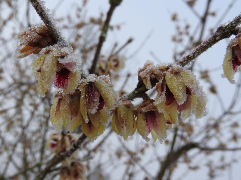 Winter Sweet Plants Seeds 5 Bio-Chimonanthus Praecox Pflaumenblütensträucher Frische Premium-Blumensamen zum Pflanzen von Gartenhof im Freien 