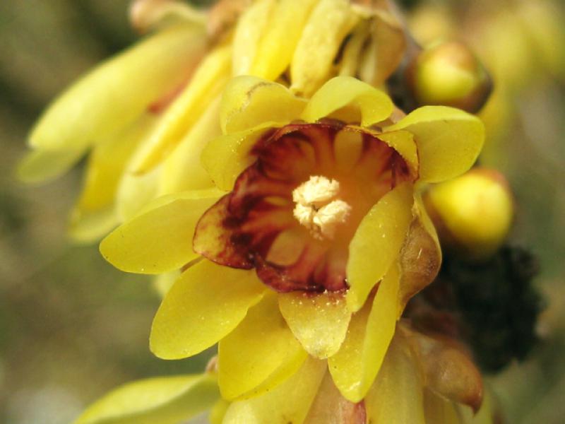 Nahaufnahme der Blüte von Chimonanthus praecox