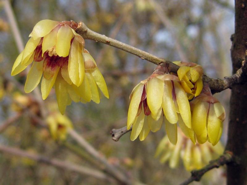 Leuchtende, gelb-rote Blüten schmücken Chimonanthus praecox