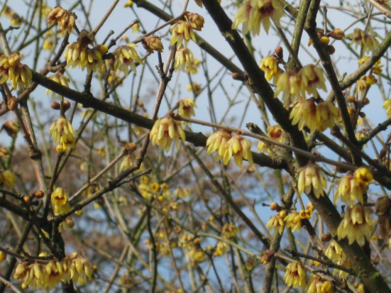 Die Winterblüte Anfang März