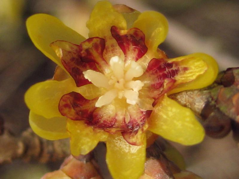 Chimonanthus praecox trägt starkduftende Blüten.